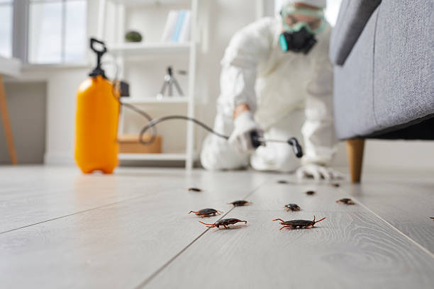 Trusted Cockroach Control service in Key Center, WA - Nex Pest Control